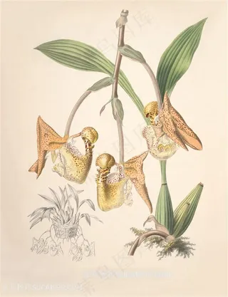 唯美复古手绘兰花插画