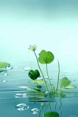 荷叶节气水滴宁静背景图