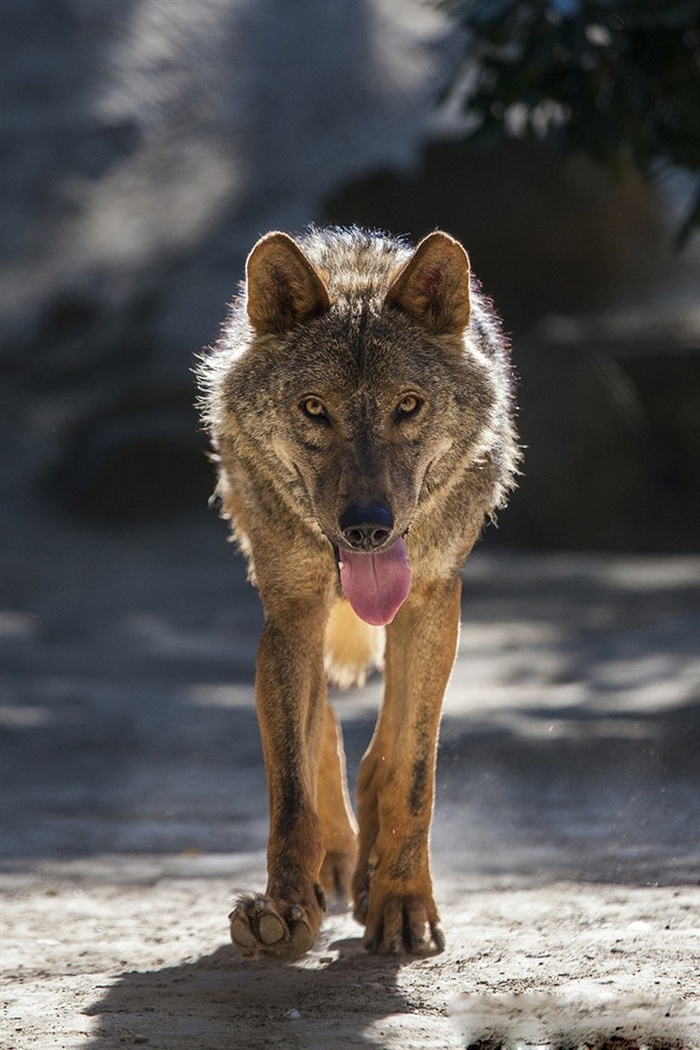 空旷山野里的狼图片