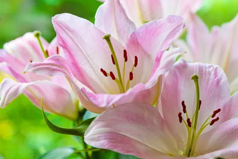 粉嫩艳丽百合花图片 粉嫩艳丽百合花图片
