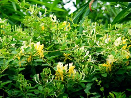 金银花图片下载