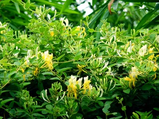 金银花图片下载