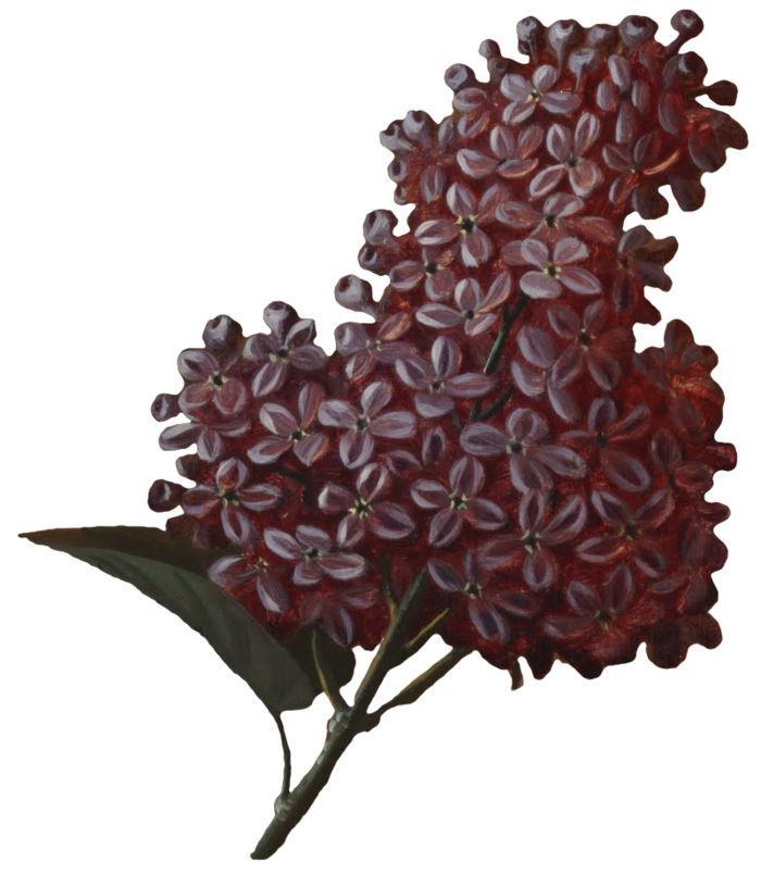 复古油画质感宫廷花卉植物花朵鲜花拼贴图案PNG免抠图片设计素材