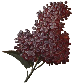 复古油画质感宫廷花卉植物花朵鲜花拼贴图案PNG免抠图片设计素材 复古油画质感宫廷花卉植物花朵鲜花拼贴图案PNG免抠图片设计素材