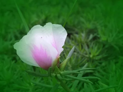 粉白色太阳花图片 粉白色太阳花图片