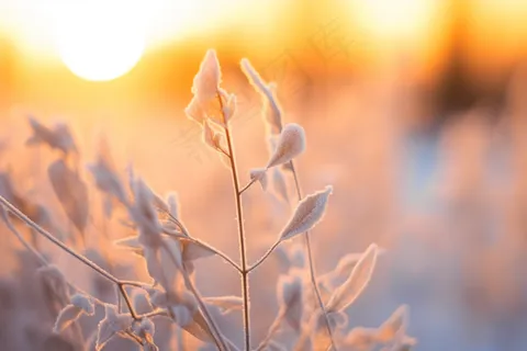 清晨白霜布满植物冷气摄影图 清晨白霜布满植物冷气摄影图