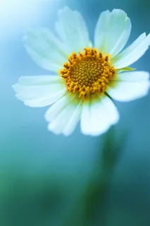 白色雏菊唯美鲜花图片 白色雏菊唯美鲜花图片