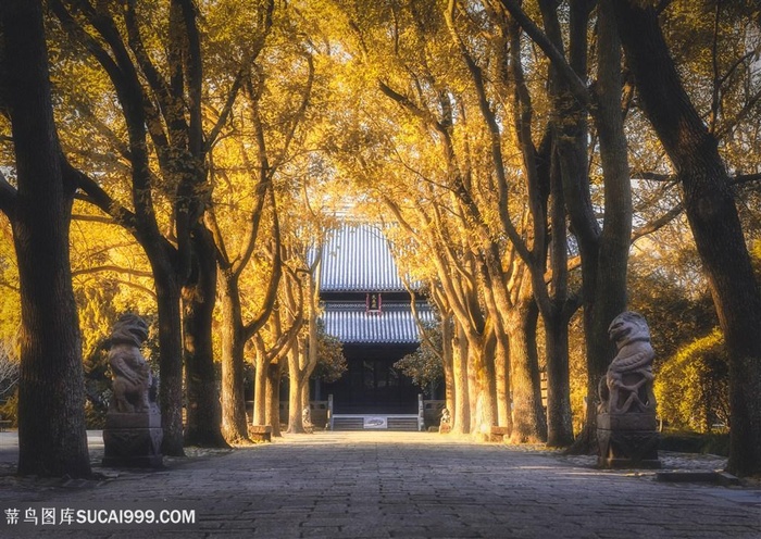 秋天古寺黄叶