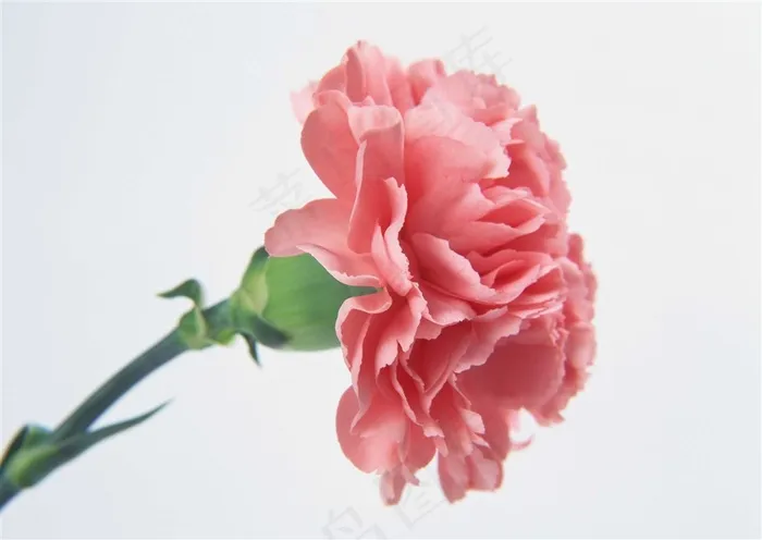 淡粉色的康乃馨鲜花图片