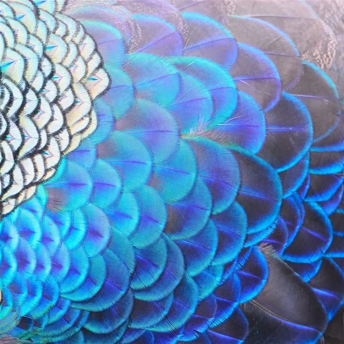 高清羽毛图片