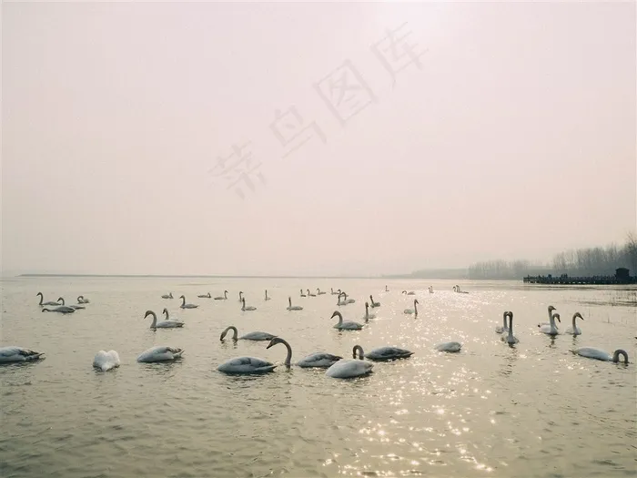 美丽天鹅高清图片