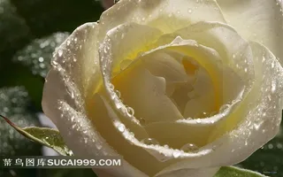 纯洁高贵的白玫瑰高清图片