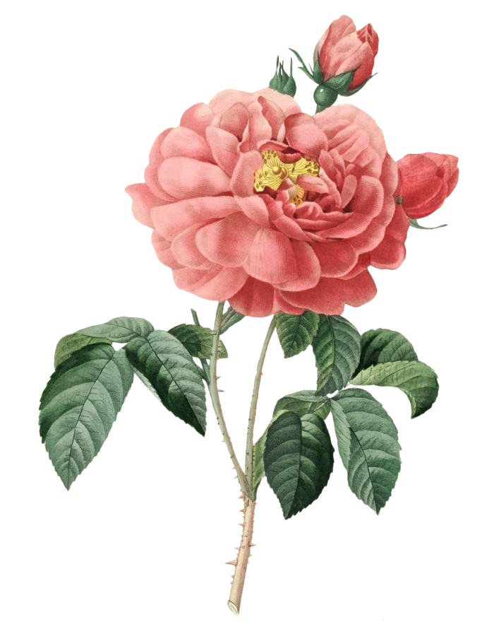 复古手绘植物花卉插画 免抠
