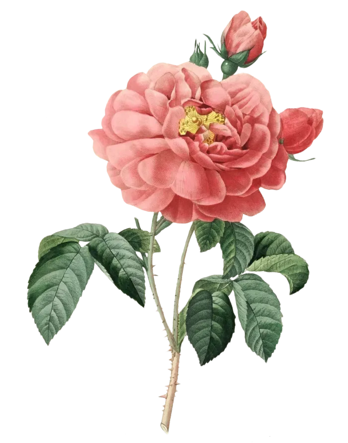 复古手绘植物花卉插画 免抠