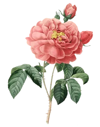 复古手绘植物花卉插画 免抠