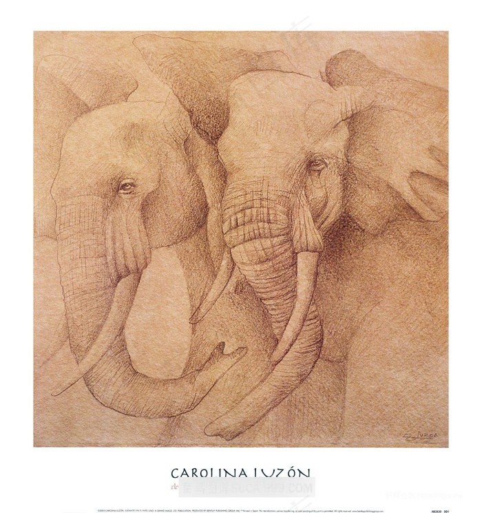 素描大象高清插画