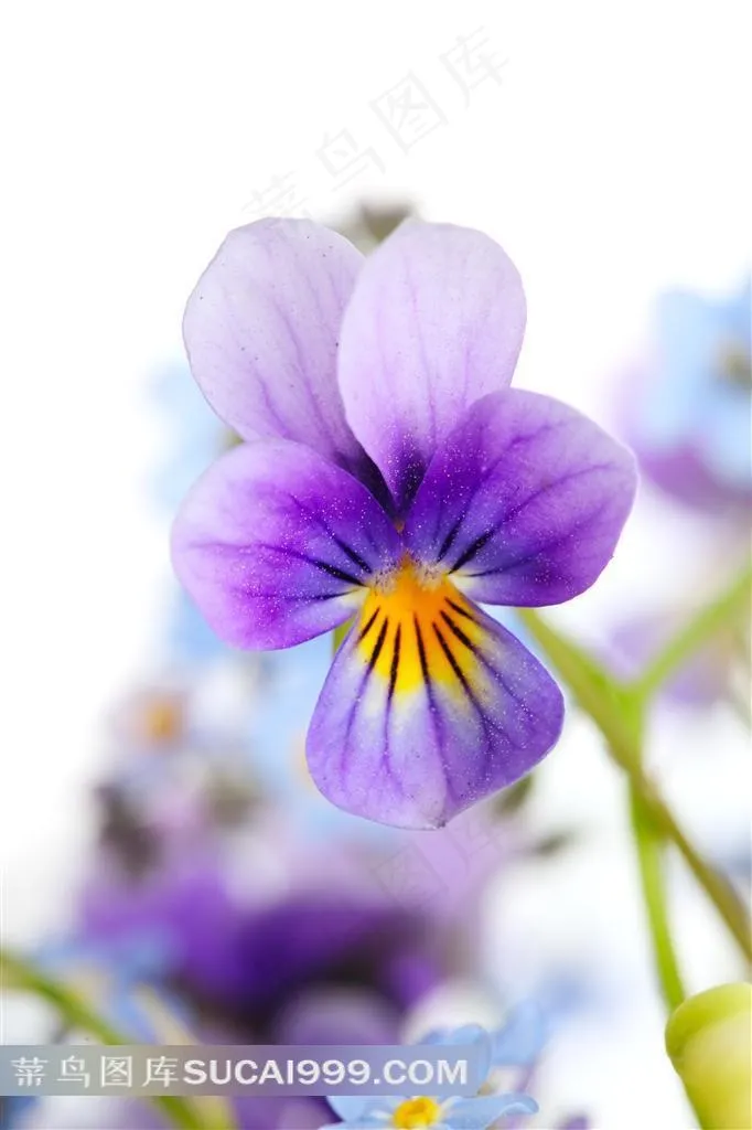 紫色的蝴蝶兰摄影图片
