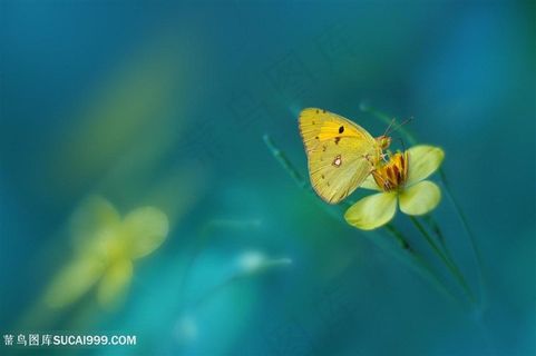 高清花蝴蝶黄色鲜花图片素材