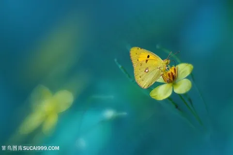 高清花蝴蝶黄色鲜花图片素材