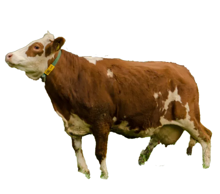 合成所需奶牛元素