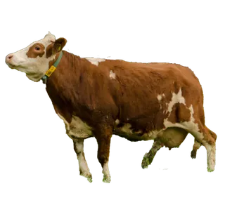 合成所需奶牛元素