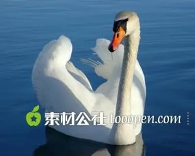 鸟 天鹅 动物 高清图片 鸟 天鹅 动物 高清图片