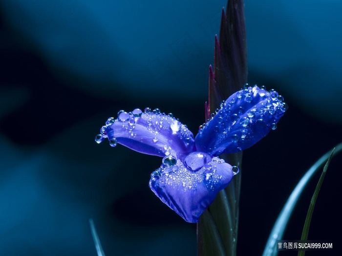 沾满露水的蓝紫色三瓣小花特写图片