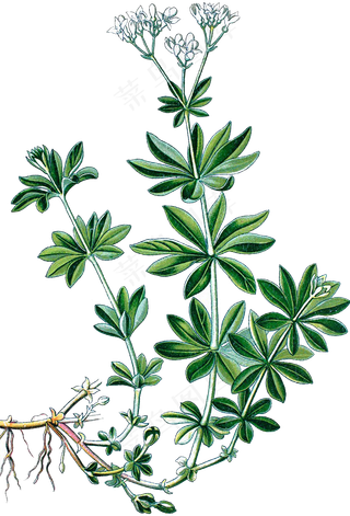 手绘草本中药药材