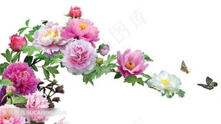 美丽的牡丹花和蝴蝶