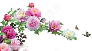 美丽的牡丹花和蝴蝶