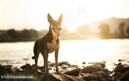 高清河边猎狗摄影图片 高清河边猎狗摄影图片