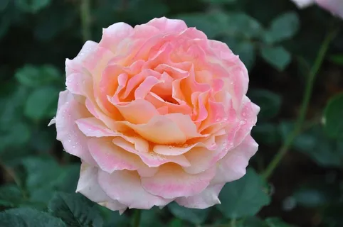 带露珠的月季花高清图