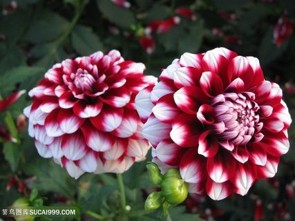 千娇百媚大丽花鲜花图片