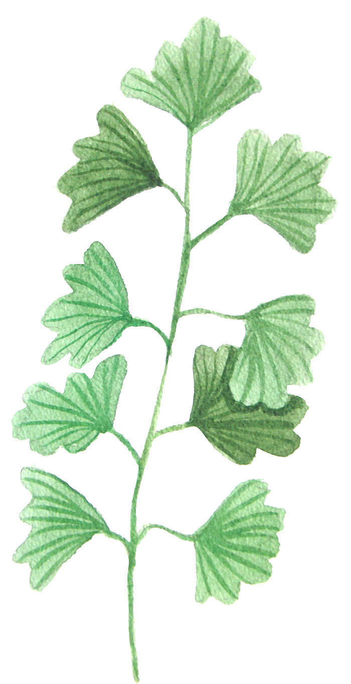花草植物免扣植物水彩插画设计素材