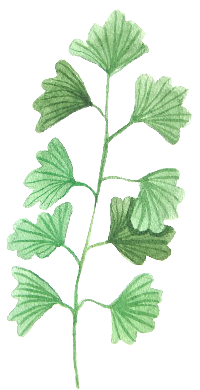 花草植物免扣植物水彩插画设计素材