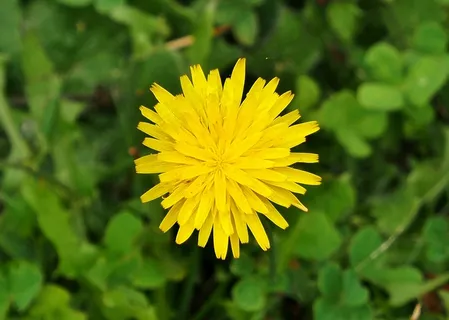 清新黄色花朵素材图片 清新黄色花朵素材图片