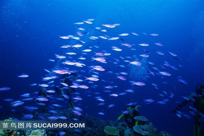 海洋生物深海鱼群高清写真摄影美图