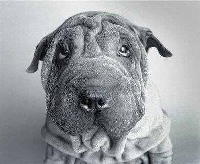 高清特写沙皮狗狗图片