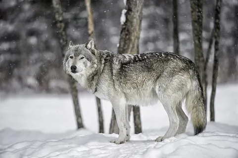 雪地里的狼图片