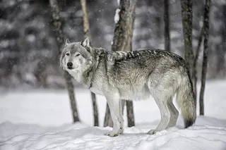 雪地里的狼图片