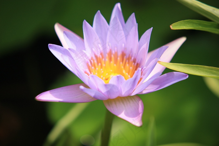 紫色的花图片下载