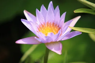 紫色的花图片下载