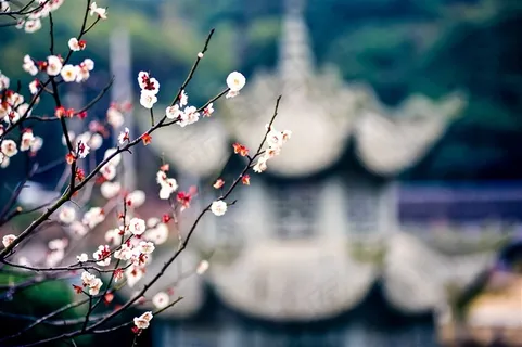 公园里的梅花 公园里的梅花