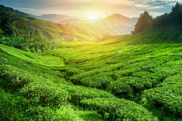 夕阳下的唯美的山坡草原