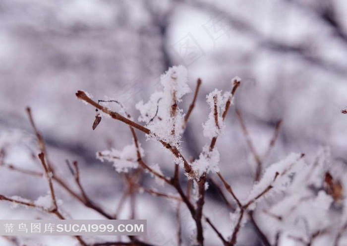 秋天的树枝上的雪花