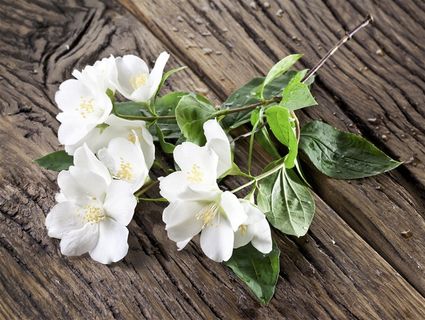 桌面上的白花绿叶特写摄影