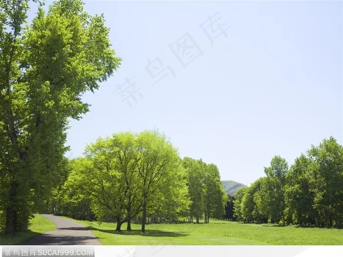 树林与小路