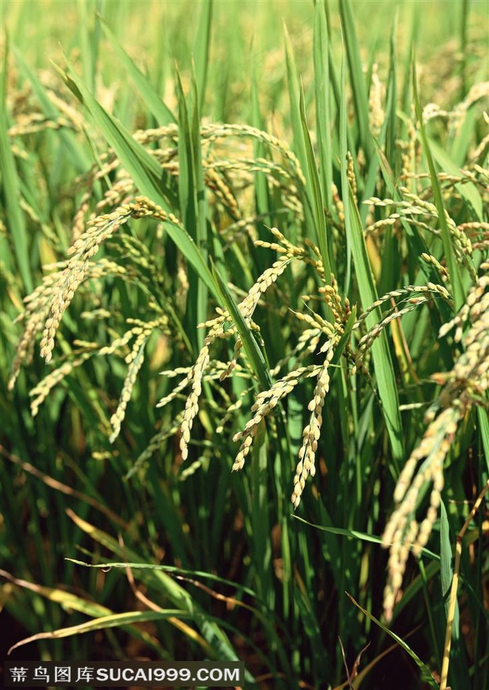 农作物-稻田里穗子的特写