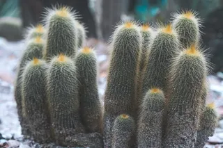 绿色仙人掌仙人球摄影素材