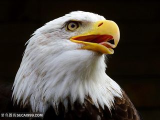 吐舌头的老鹰图片鸟图片